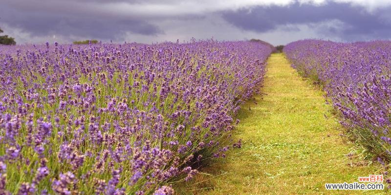 探寻薰衣草的神秘面纱，用心感受她的美丽与芬芳 薰衣草