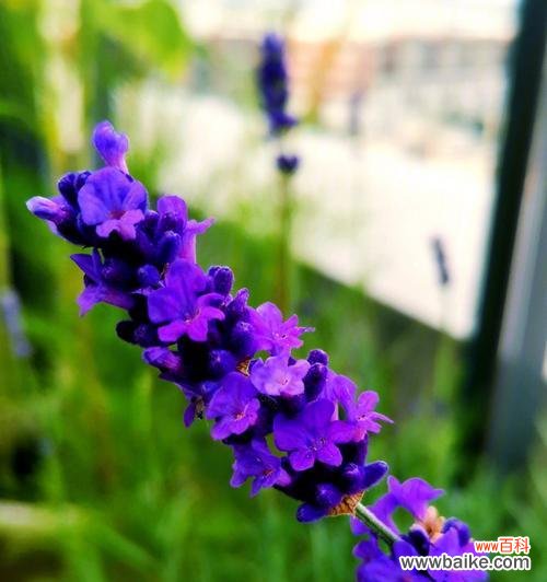 探寻薰衣草的神秘面纱，用心感受她的美丽与芬芳 薰衣草