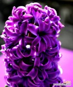 寓意多样的淡紫色玫瑰，传递心中的情感 淡紫色玫瑰的花语