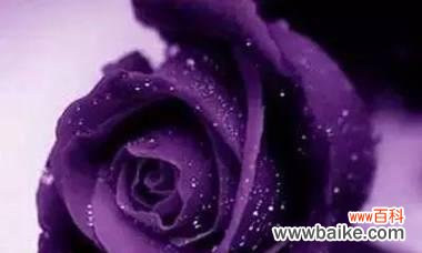 寓意多样的淡紫色玫瑰,传递心中的情感 淡紫色玫瑰的花语