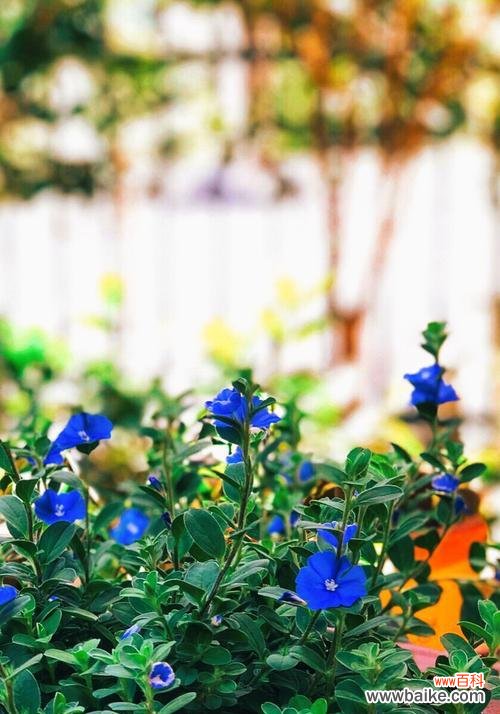 传递着美丽和祝福的花卉之语 蓝星花的花语和寓意