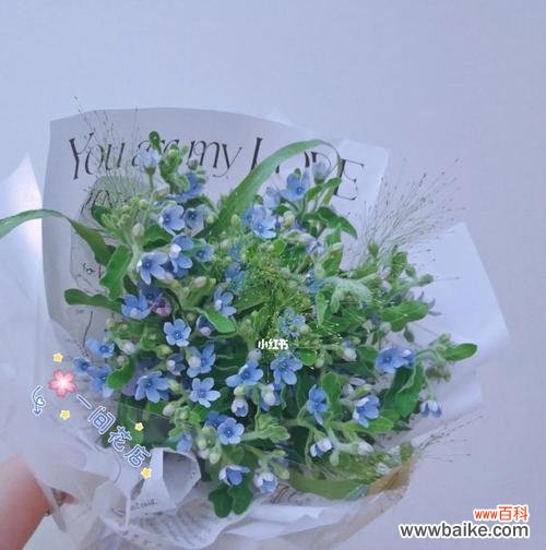 传递着美丽和祝福的花卉之语 蓝星花的花语和寓意