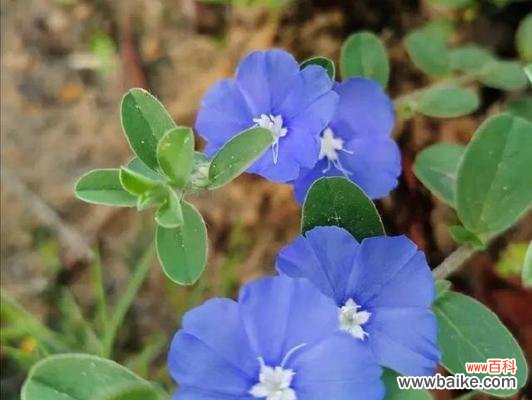 传递着美丽和祝福的花卉之语 蓝星花的花语和寓意