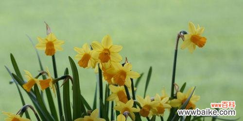 揭示水仙花的八大含义 水仙花花语