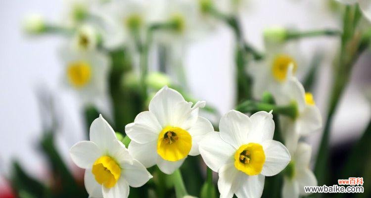 揭示水仙花的八大含义 水仙花花语