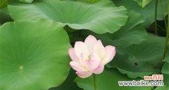 揭秘山荷叶所代表的情感和人生哲理 山荷叶的花语