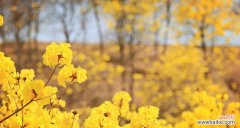 唤醒心中的勇气与自信，品味黄风铃花带来的意义 黄风铃花花语解读