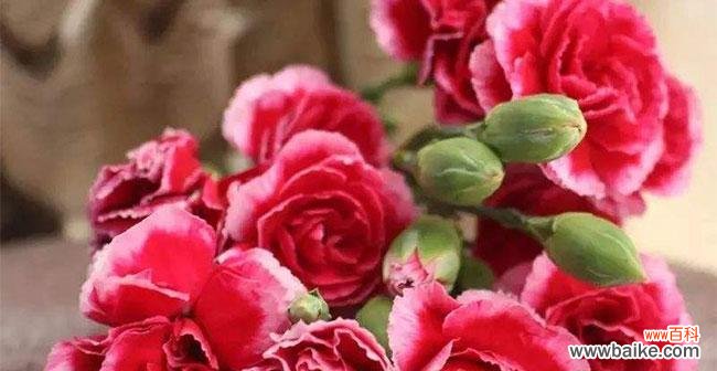 红色康乃馨代表爱情？康乃馨真正的含义是什么？ 解密康乃馨花语