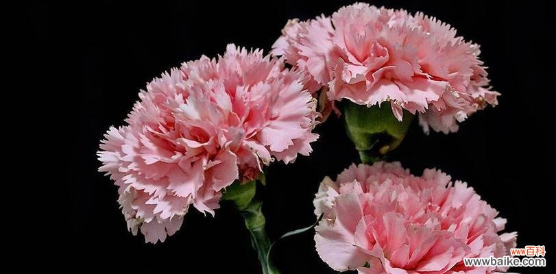 红色康乃馨代表爱情？康乃馨真正的含义是什么？ 解密康乃馨花语