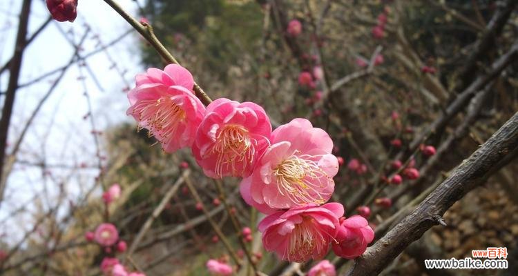 传承中华文化之美——梅花 梅花的寓意与花语