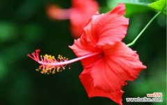 无土盆栽扶桑应怎样养护？