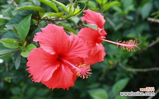 扶桑为何长期不开花