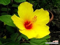 怎样使盆栽扶桑四季吐艳