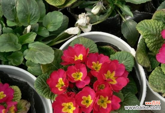 报春花应怎样科学采种与播种