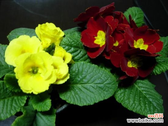 报春花有哪些种类?