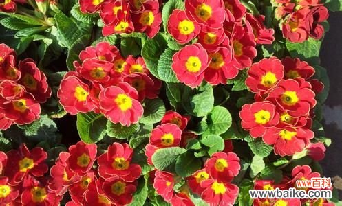 报春花有哪些种类?