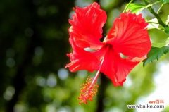 为什么说栽培花叶扶桑修剪很重要