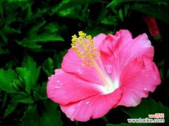 扶桑花有毒吗？没毒可放心养殖