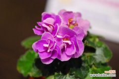 非洲紫罗兰能否接受强阳光直射？