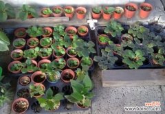 培育非洲紫罗兰有哪些关键技术