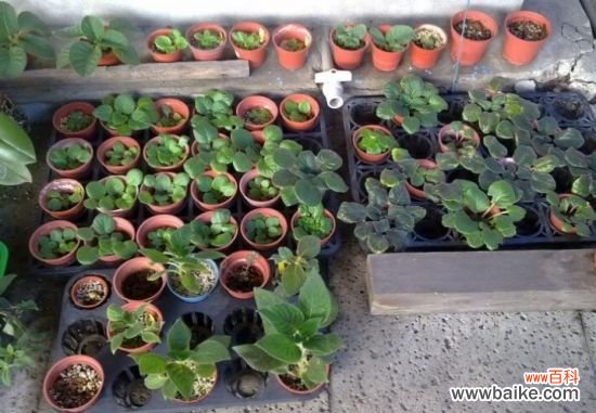 培育非洲紫罗兰有哪些关键技术