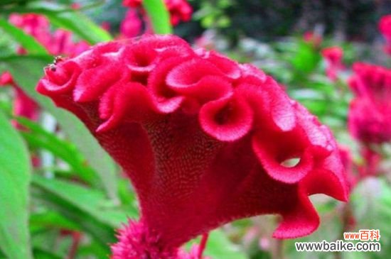 鸡冠花有毒吗？