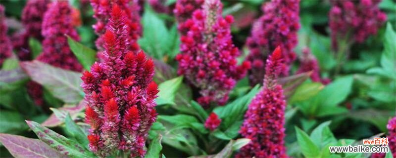 鸡冠花什么时候开花？鸡冠花通常7～10月开