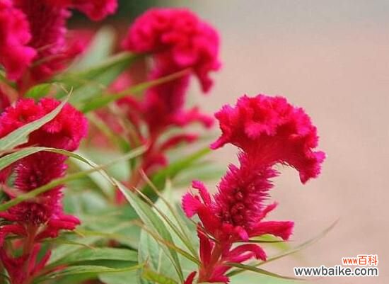 鸡冠花怎么浇水?一年四季浇水方法/夏季每天灌水