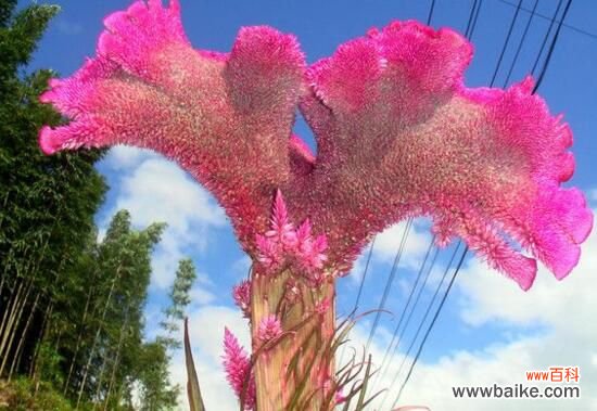 鸡冠花怎么浇水?一年四季浇水方法/夏季每天灌水