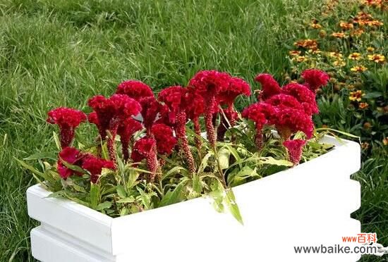 鸡冠花怎么浇水?一年四季浇水方法/夏季每天灌水