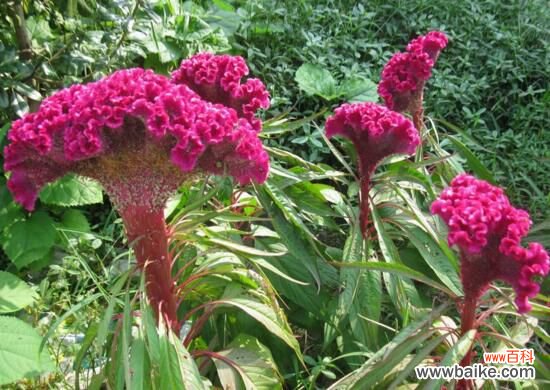 鸡冠花怎么浇水?一年四季浇水方法/夏季每天灌水