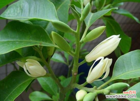 白兰花放在客厅好不好?花香过浓最好不放/室内摆放宜忌