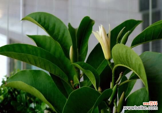 白兰花放在客厅好不好?花香过浓最好不放/室内摆放宜忌