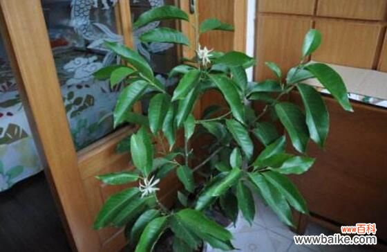 白兰花放在客厅好不好?花香过浓最好不放/室内摆放宜忌