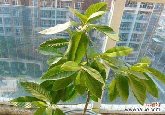 白兰花放在客厅好不好?花香过浓最好不放/室内摆放宜忌