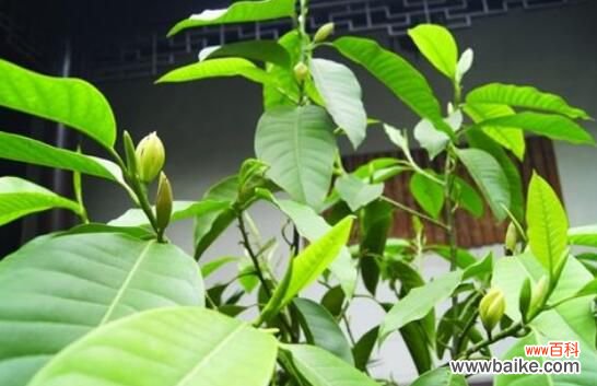 白兰花放在客厅好不好?花香过浓最好不放/室内摆放宜忌