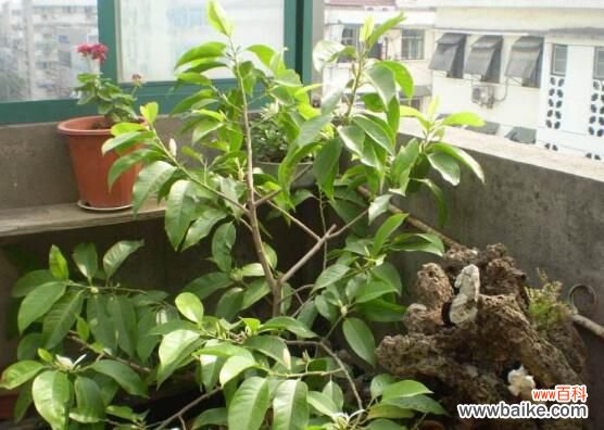 白兰花放在客厅好不好?花香过浓最好不放/室内摆放宜忌