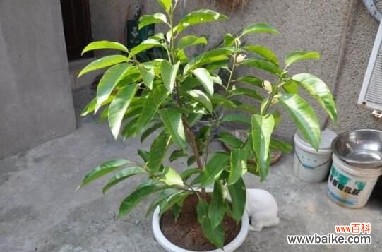 白兰花放在客厅好不好?花香过浓最好不放/室内摆放宜忌