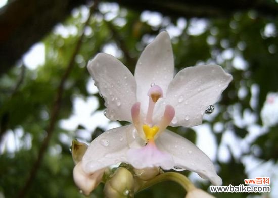 白兰花怎么养?需保持空气流通