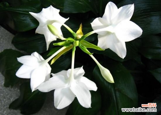 白兰花怎么养?需保持空气流通