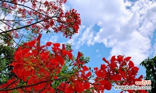 秋天的使者 枫叶的花语-用叶红映秋天的深情