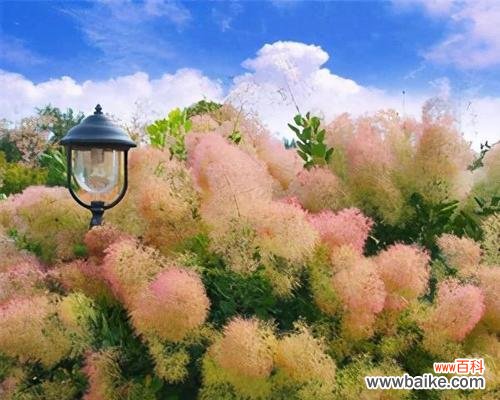 秋天的使者 枫叶的花语-用叶红映秋天的深情