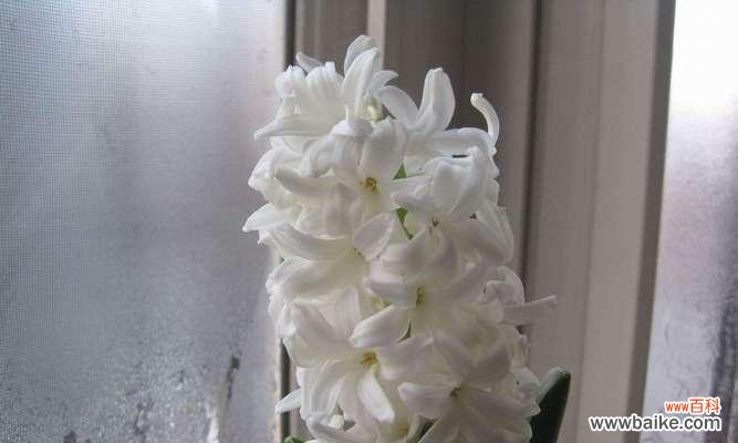 透过花语解读风信子的浪漫与美丽 风信子花语