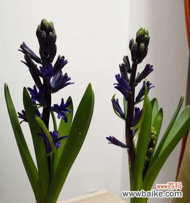 透过花语解读风信子的浪漫与美丽 风信子花语