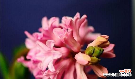 透过花语解读风信子的浪漫与美丽 风信子花语