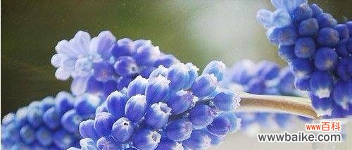 春意盎然的芬芳 风信子