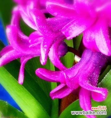 盛放的希望与内心的平静 风信子之意——花朵背后的寓意