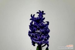 盛放的希望与内心的平静 风信子之意——花朵背后的寓意