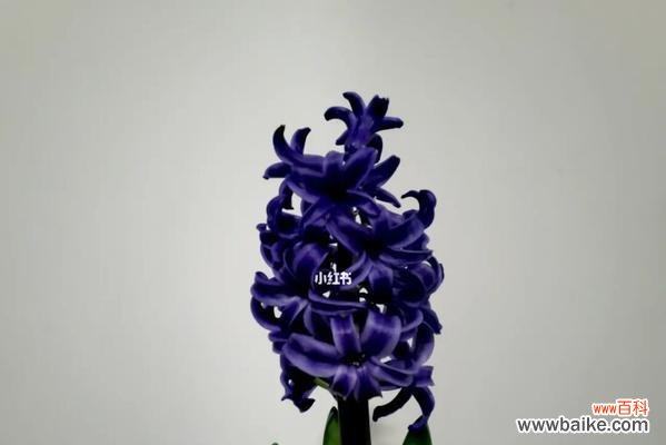 盛放的希望与内心的平静 风信子之意——花朵背后的寓意