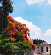 凤凰花 凤凰花的花语-重生与希望
